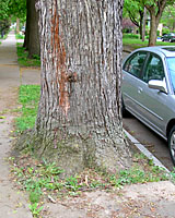 Spaces between the curb and sidewalk are way too small for American elms.