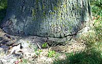 Right at ground level you can see how a large root has wrapped itself around the trunk of this Norway maple tree. Over a number of years this girdling root has killed the tree in the photograph at the top of this page. 