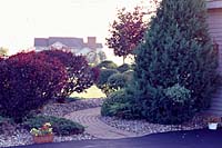 Only ten years after their installation the original plantings at this home required severe annual pruning to prevent them from blocking the walk to the front door.