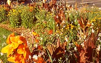 Gaura, crocosmia, blackeye Susan, daylilies and feather reed grass provide color and texture during the heat and drought of mid through late summer.