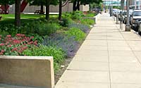 Salt and drought-tolerant perennials used in this space include catmint, daylilies, bluestars and centranthus.