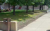 Perennials in this space must tolerate extremely dry soil conditions, heat reflected off the adjacent pavement, and large quantities of deicing materials.