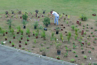 Some clients have me set plants out, then they plant them.