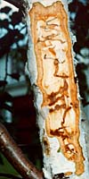 The worm-like larvae of Bronze Birch Borers feed on the living cambial layer of cells beneath the bark of European white and Paperbark birch trees. This feeding injury gradually kills white-barked birch trees from the top down.