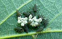 While these critters may look creepy, they're actually just-hatched ladybug larvae!