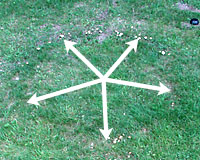 Its difficult to see in this small picture, but the tips of the arrows are pointing to the outline of a fairy ring in this lawn.
