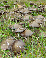 Clool, damp autumn weather triggers the formation of mushrooms in lawns and landscape beds.