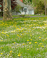 Though it may be tempting to apply weed killers in the spring when weeds are blooming, fall applications are more effective.