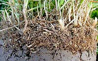Thatch is a layer of slowly decomposing grass stems, crowns and roots. If it becomes more than one-half inch think, it should be managed by a well-planned core aeration program. Also, thatch is not caused by leaving grass clippings on a lawn.