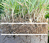 The layer of thatch between the white lines is rich in carbon preferred by decay fungi that can give rise to mushrooms.