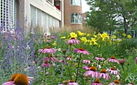 Masses of purple coneflower, daylilies, Russian sage, ornamental grasses and other summer-blooming perennials provide months of color adjacent to the OnCenter in downtown Syracuse, New York.