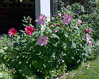 From dormant crowns in the spring, hardy hibiscus grow five or so feet tall and wide by mid-July and bloom well into September.