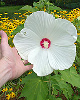 The massive flowers of hardy hibiscus are hard to miss in August!