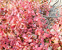 After the first frosts of autumn, the leadwort leaves turn bright red.