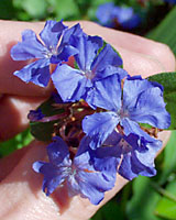 Few flowers offer the electric indigo hue of leadwort.