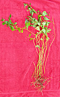 Leadwort has a very sparse root system and roughly two foot long stems that lay flat on the ground.