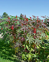 A number of caster bean plants are grown in gardens in front of the consevatory at the Buffalo and Erie County Conservatory.