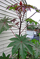 From a germinated seed castor bean plants can grow six to eight feet tall by the end of summer. 
