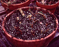 Cut back to about two inches in height, ten geraniums are potted up in this twelve inch diameter pot for the winter.