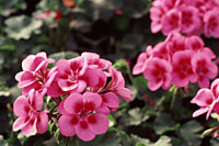 Overwintering geraniums is relatively easy to do as long as you can keep them cool.