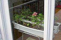 A cool, south-facing window provides ideal conditions for overwintering geraniums. 
