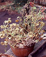 After spending the winter in our cold, dark basement this geranium looks dead, but recovered after being cut back and repotted.