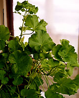 After being cut back, geraniums will thrive in a bright window as long as night temperatures are around fifty degrees.