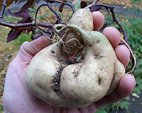 Ornamental sweet potato tubers can grow to an impressive size in containers over the course of a summer! 