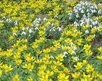 The buttercup yellow blooms of winter aconite and nodding white flowers of snowdrops are the earliest of all spring-flowering bulbs.