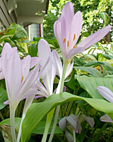 Autumn crocus are always a surprise when they come into bloom in late September!