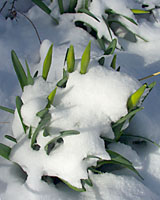 The flower buds on this clump of daffodils in our front yard will open within the next couple of weeks despite being exposed to winters last gasp during the first week of spring!