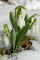 Snowdrops are often in full bloom by the middle to end of February and aren't harmed by late winter cold and snow.