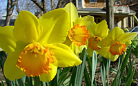 Daffodils are practically fool-proof in Central New York gardens!