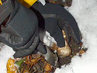 It may not be comfortable, but bulbs can be planted until the ground freezes.