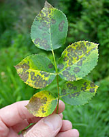 Olive-colored spots and yellowing leaves on a rose plant's lower leaves are classic symptoms of black spot of roses.