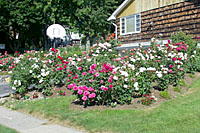 Plant roses only in locations where there's good air circulation and full sun all day so that foliage can dry quickly.