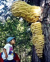 Cream-colored conks are evidence of serious rot diseases in the trunks of trees.