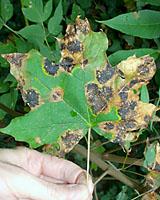 For as bad as it looks, tar spot on Norway maples leaves doesn't hurt affected trees at all.