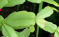 The edges of Christmas cactus stems, or cladodes, tend to be somewhat rounded.