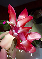 Dpending upon the cultivar, the flowers of holiday cactus range from crimson red, through orange and yellow, to soft pink and white.