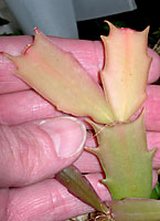 The edges of Thanksgiving cactus and their hybrids tend to be somewhat pointed.