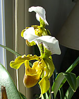 Orchids do well in windows where your hand barely casts a shadow during all but the sunniest of days.