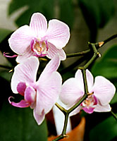 Moth, or phalaenopsis orchids are among the easiest of all orchids to grow indoors in Central New York.