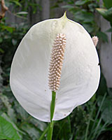 The tiny flowers of Peace lily are borne on a stalk called a spadix.