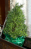 Rosemary needs intense light and moderately warm temperatures to thrive.
