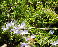 The foliage and flowers of rosemary are very fragrant and ornamental. 