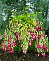 Holiday cactus are spectacular in full bloom!