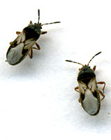 Adult chinch bugs like these are most commonly found in beginning in early August and are only a little more than one eighth of an inch long.
