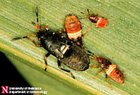 Provided by the University of Nebraska, this image shows several developmental stages of chinch bug nymphs.
