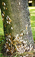 Gypsy moth adults lay masses of eggs on the trunk of an ash tree along the Lake Ontario shoreline in July of 1998.